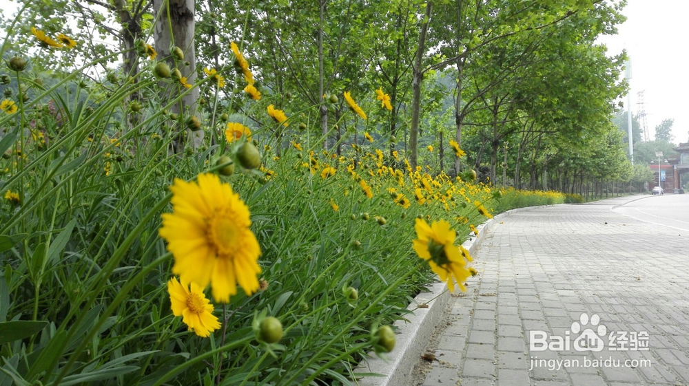 如何用手机拍摄出单反一样的虚化效果
