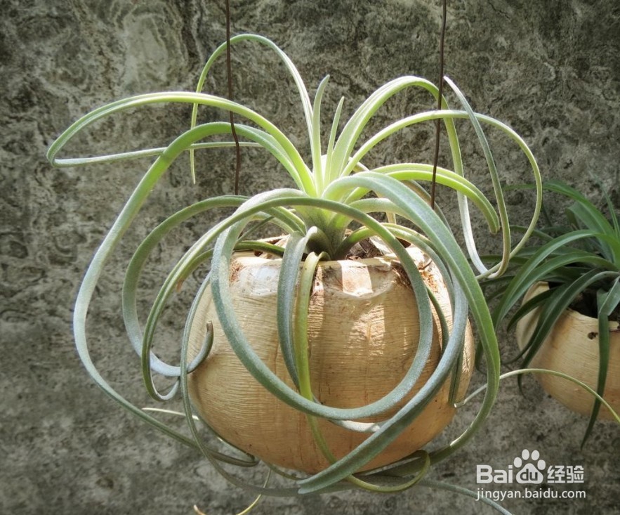 空气凤梨怎么养护