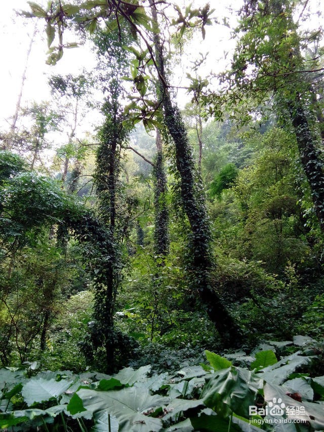 桂林伴漓:炎炎夏日,远离人人,感受古东魅力!