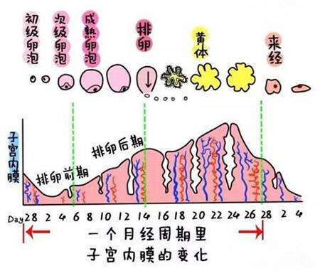 黄体期是什么意思