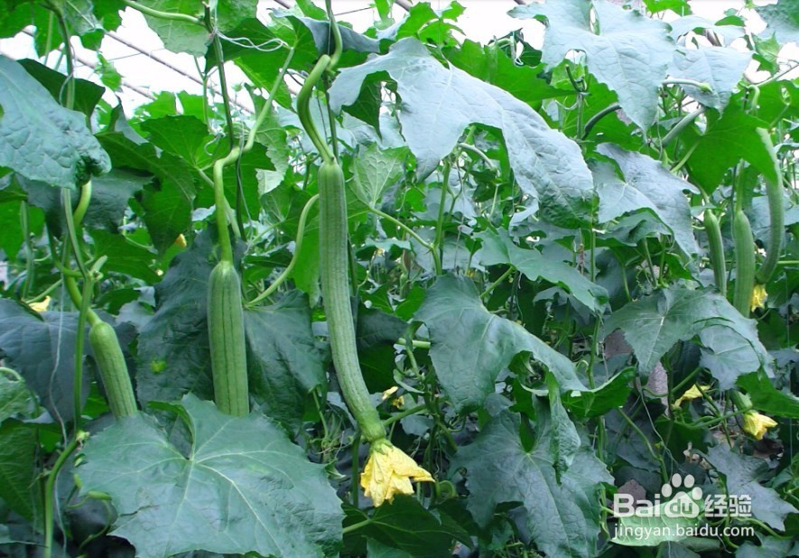 丝瓜种植：夏季丝瓜怎么防治早衰？