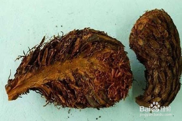 棉马贯众的功效与作用
