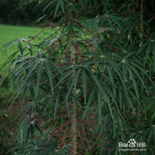花叶木薯的养殖方法和病虫害预防