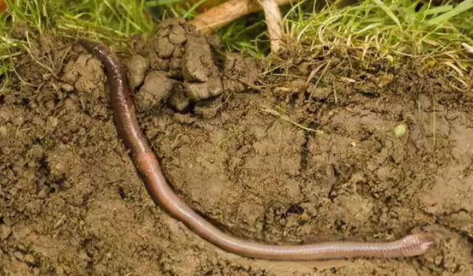 蚯蚓没有眼睛这种说法是正确的