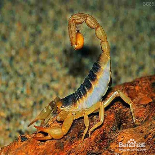 蝎子养殖 蝎子的价值和用处