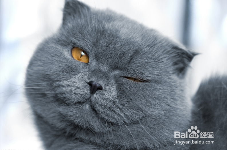 关于养猫的法则，你到底又知道多少呢？