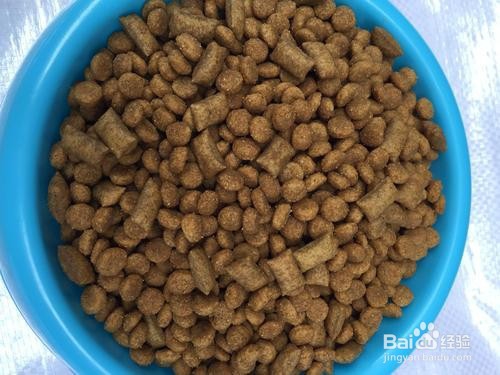 猫得了猫藓怎么办