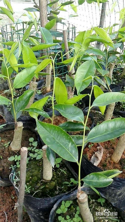 奇楠沉香怎么种植