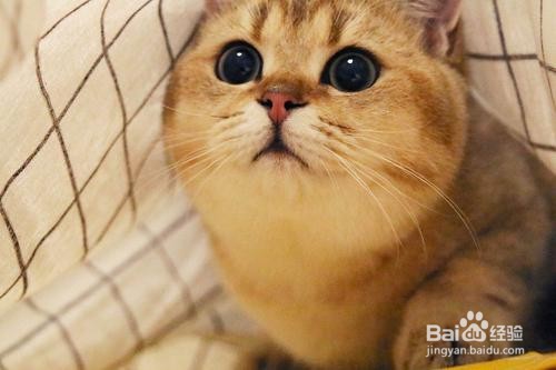 适合新手养的宠物有哪些？