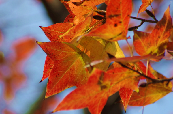 枫叶与梧桐叶的区别