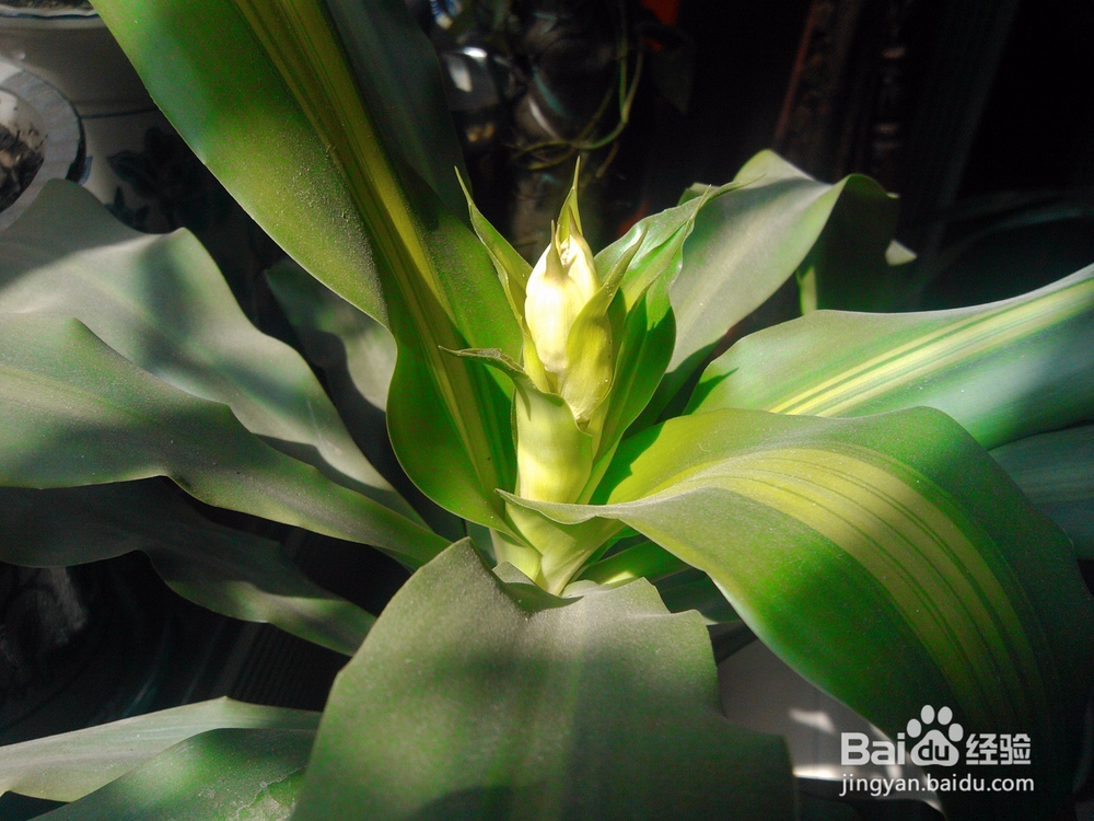 如何养好巴西木