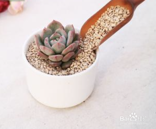 怎样种植多肉植物