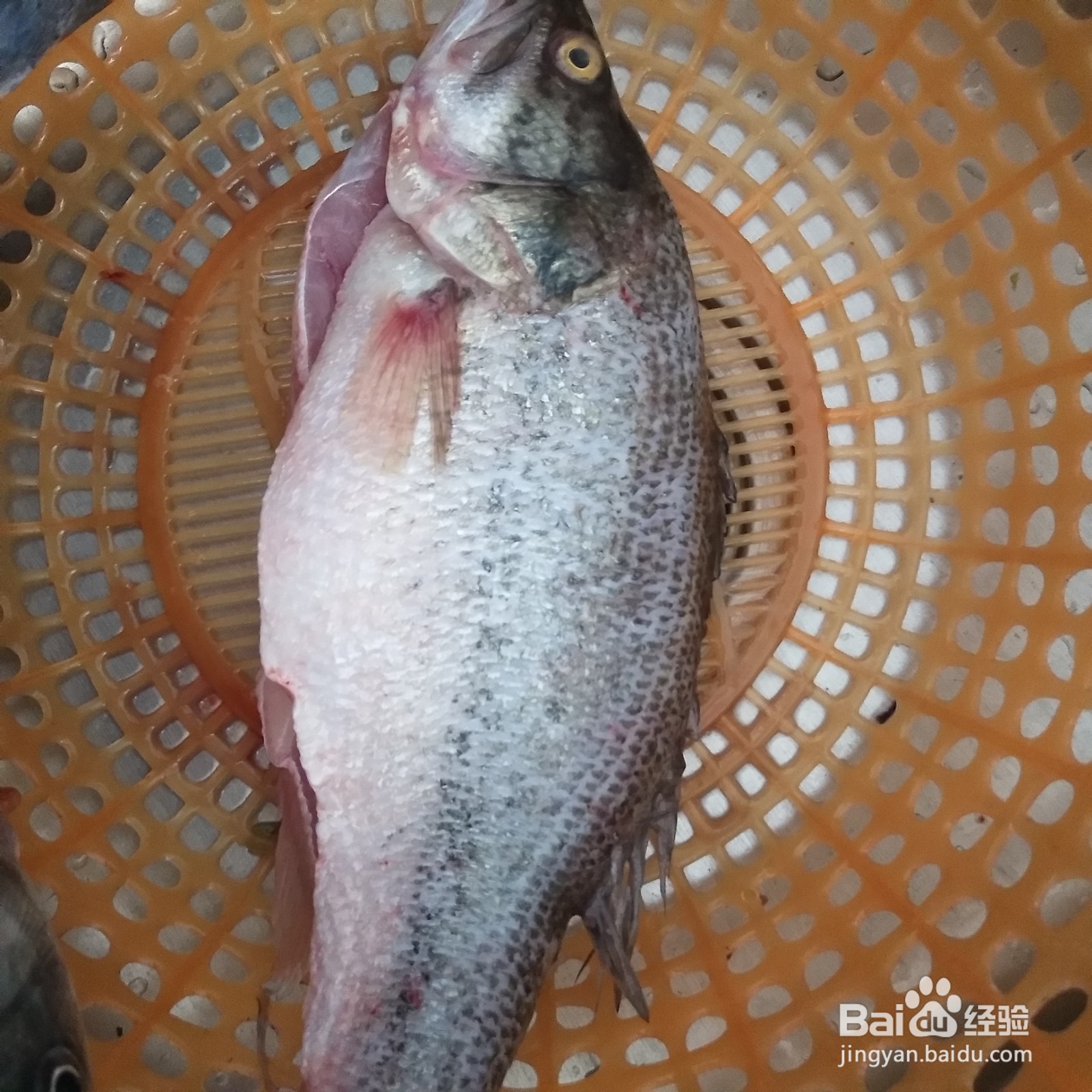 清蒸鲈鱼的家常做法