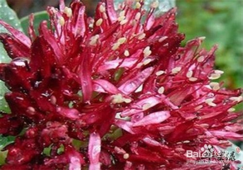 红景天的功效与作用