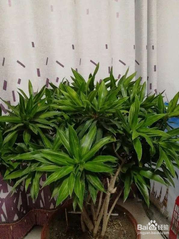 米兰浇点酸酸水，能开上千朵花，满屋子都是香味