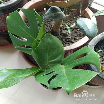 龟背竹盆栽黄叶怎么办
