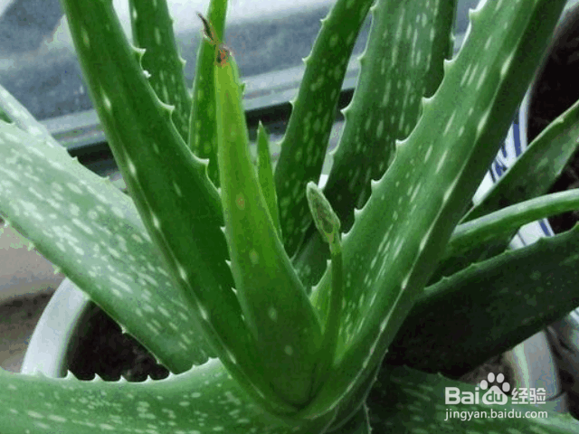 适合秋冬季种植的室内植物