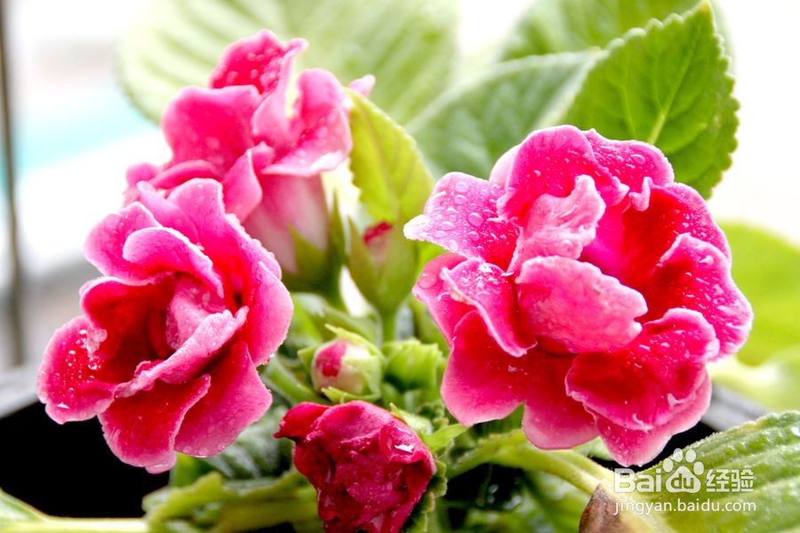 大岩桐花怎么养