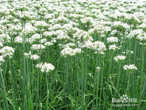 洋水仙和韭菜怎么区分