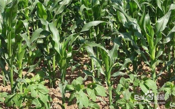 利用植物套种来防虫