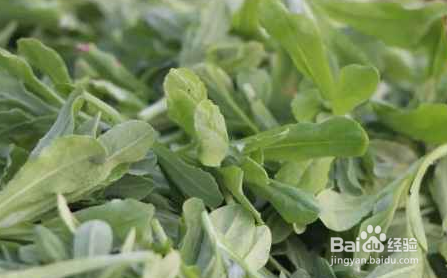 春天适合吃什么野菜