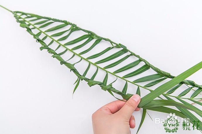 插花入门，散尾葵的5种创意修剪方式