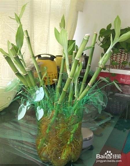 废旧雪碧瓶手工制作富贵竹花篮教程 百度经验 废旧雪碧瓶手工制作富贵竹花篮教程 百度经验