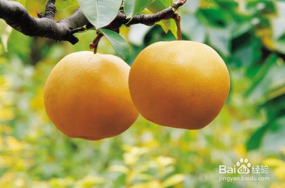 秋季饮食养生小常识