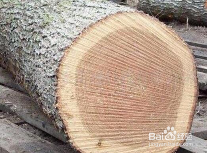 快速鉴定木头种类