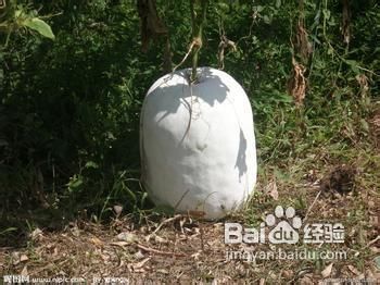 水果皮的巧用妙用