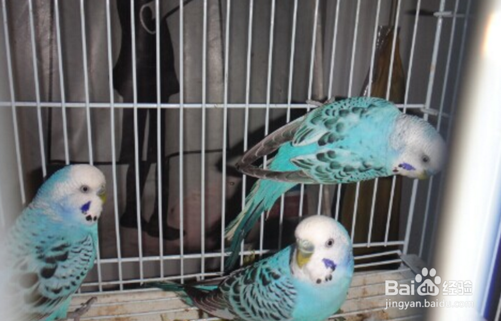 蓝皮鹦鹉怎么养