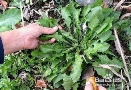 蒲公英花如何晒制