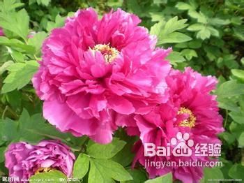 什么药吃了会阳痿。。