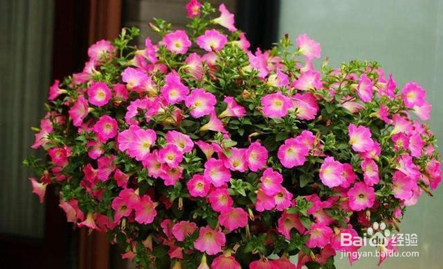 磷酸二氢钾的作用