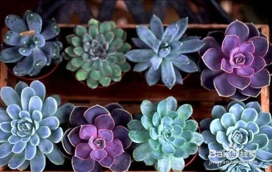 如何趁秋季将多肉植物迅速养大变肥