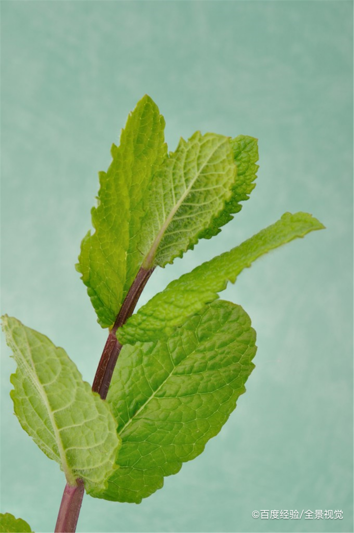 薄荷叶的作用有哪些