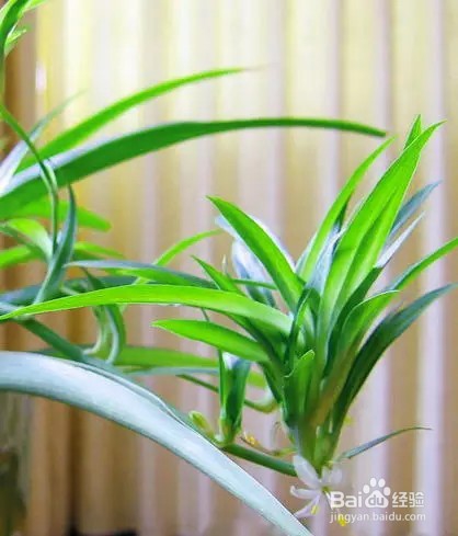 6种最易养的家居绿植,你也能变高手!