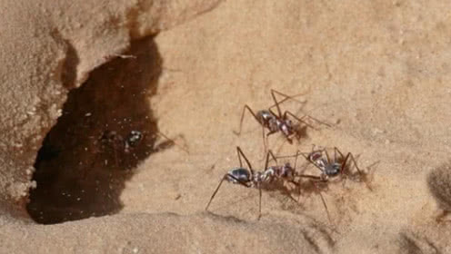 二年级上册的急得像什么