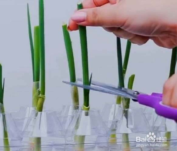 种植植物的小妙招