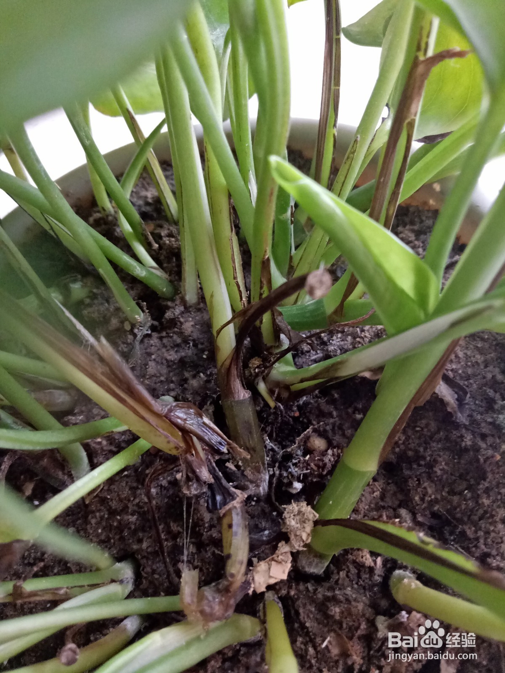 绿萝怎么养才不黄叶