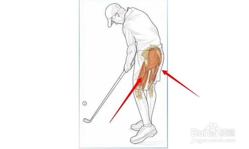 高尔夫球训练：[27]相应肌肉图解27