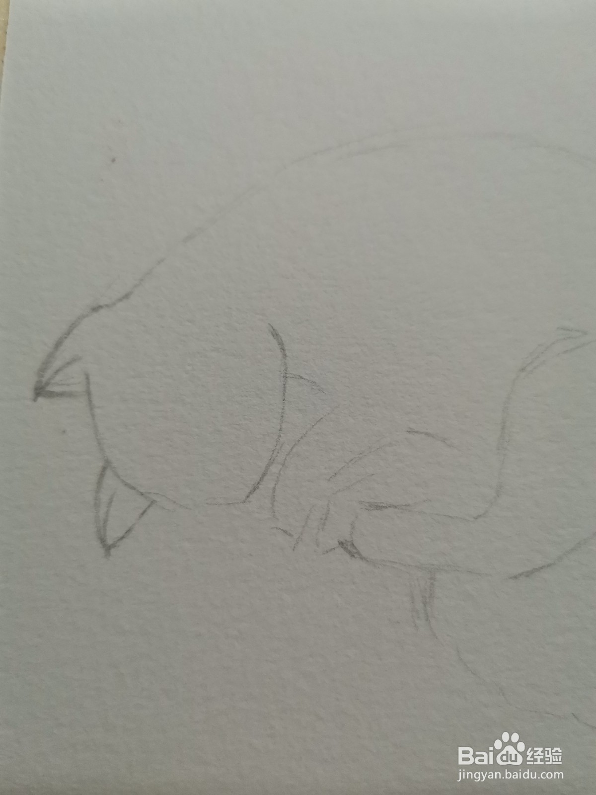 我家的猫咪水彩手绘线稿教程