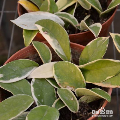 在家中如何养殖斑叶球兰?