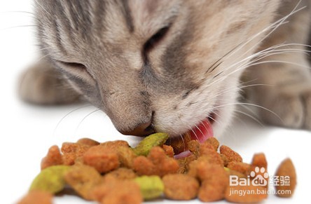 猫咪胃口不好怎么办?