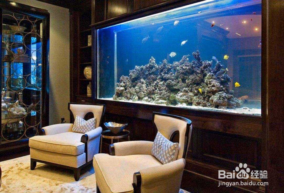 新手养观赏鱼知识