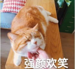 猫皮癣怎么治疗?