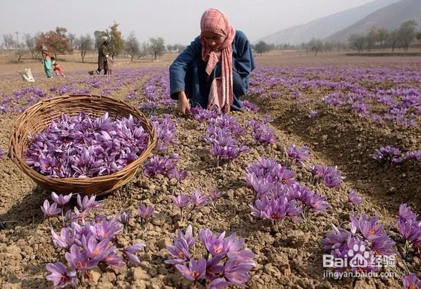 藏红花的主要营养成分及用途