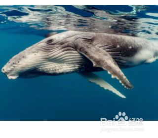 鲸鱼是怎么哺乳的