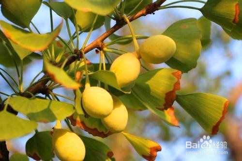 银杏果白果的功效及禁忌