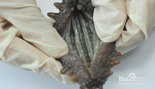 海参如何辨别好坏